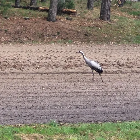 Apanówka Z Balią Jacuzzi Sauna * Trzebiechowo