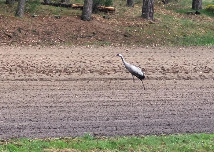 Apanowka Z Balia Jacuzzi Sauna * Trzebiechowo